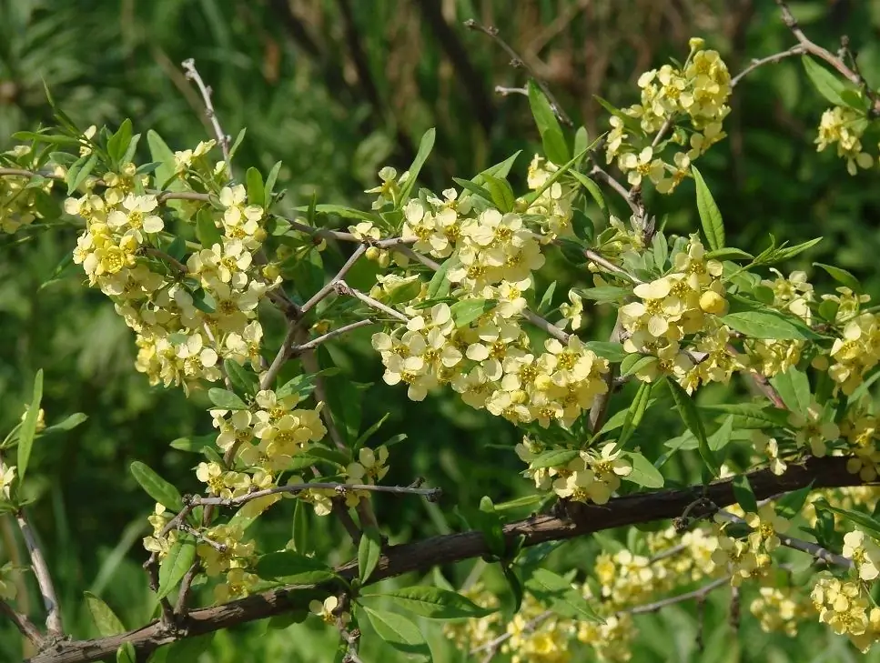 princepia bloemen