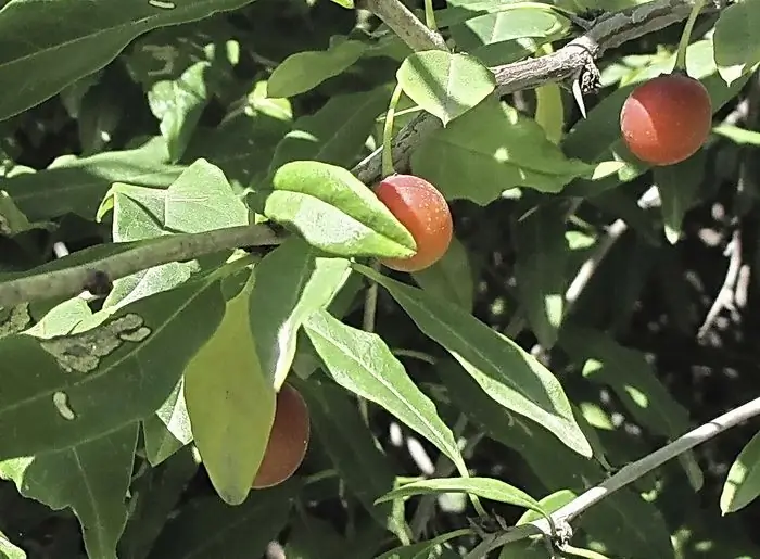 principepia chinensis