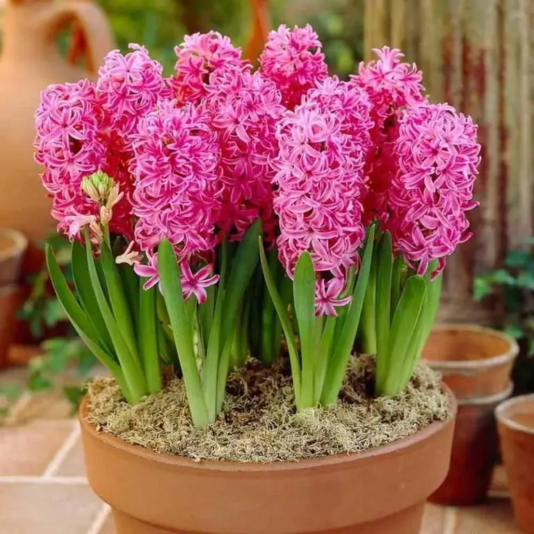 Hyacinth in a pot, care