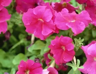 come piantare una petunia