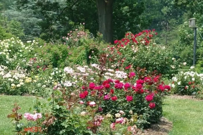 wanneer om rose in die lente oor te plant