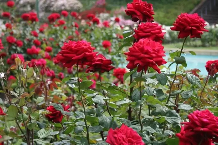 quan es pot trasplantar una rosa enfiladissa