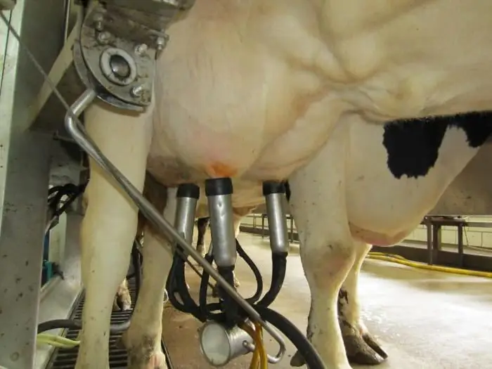 cow milking machine