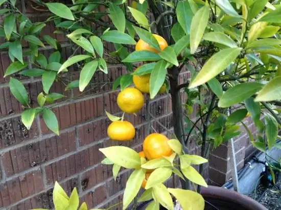 Cara menanam pokok tangerine dari biji