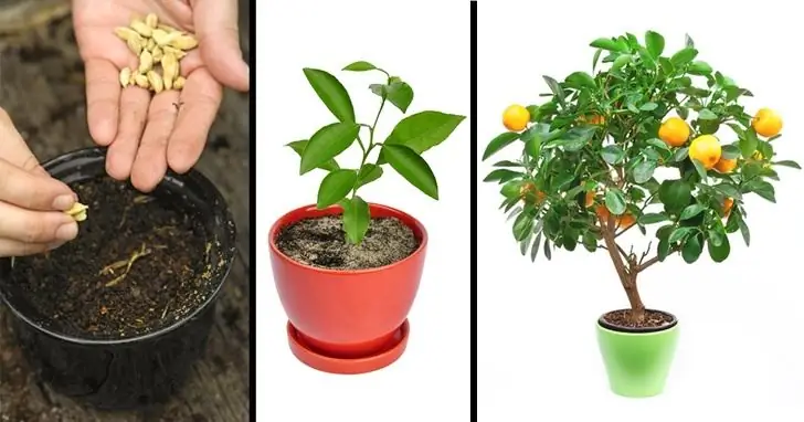 Cómo hacer crecer un árbol de mandarina en casa