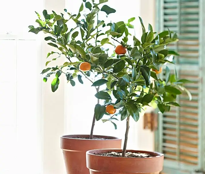 How to grow a tangerine tree at home from a stone