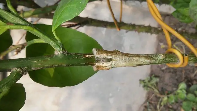 Hoe om 'n mandarynboom tuis uit 'n klip te groei