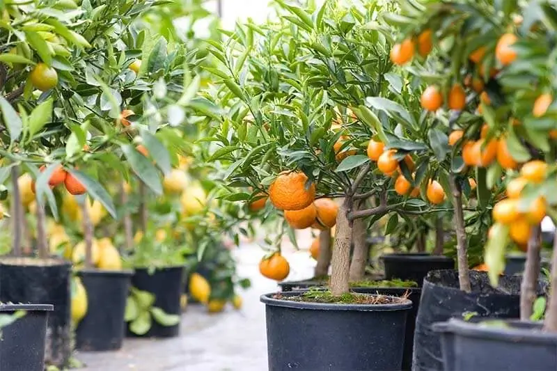 Is dit moontlik om 'n mandarynboom uit 'n klip te laat groei