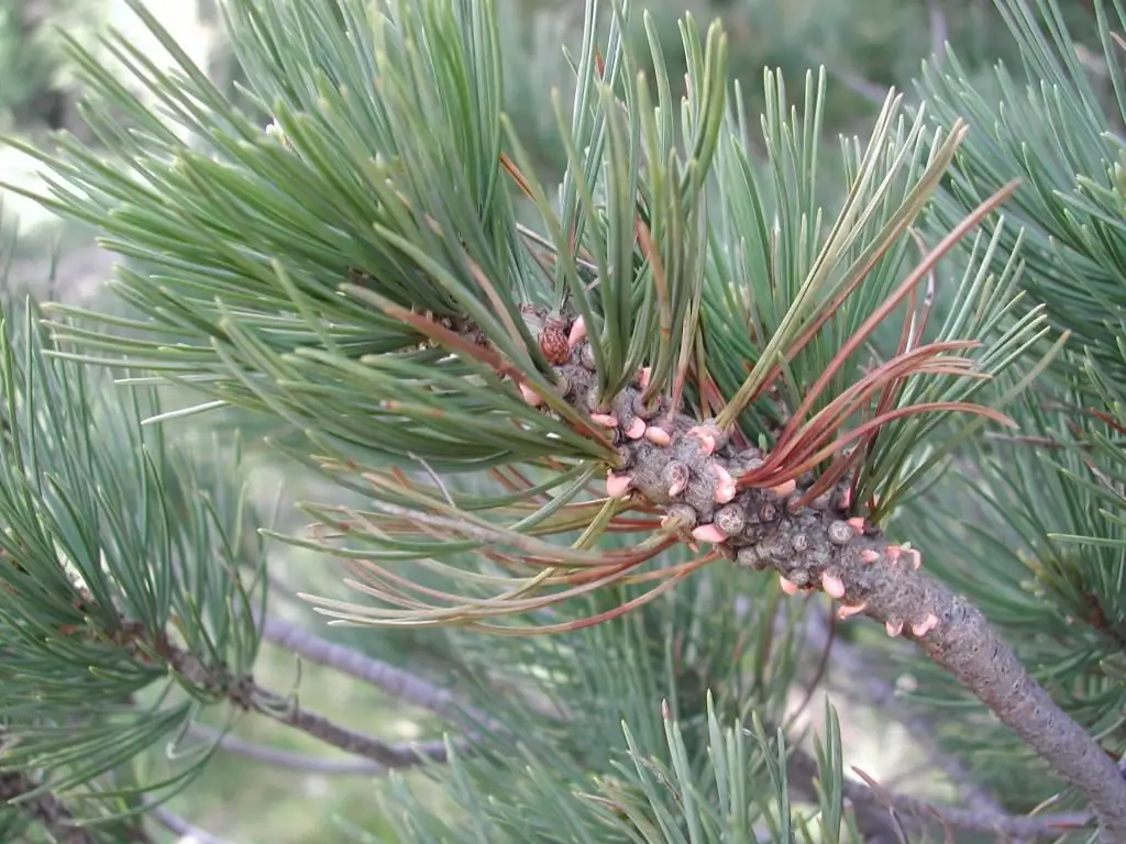 pokok cemara