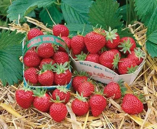 ulasan strawberry mara de bois