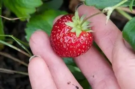 strawberry mara de bois anmeldelser