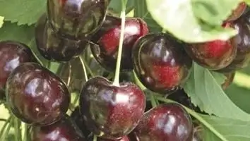 comentarii cherry ciocolatier