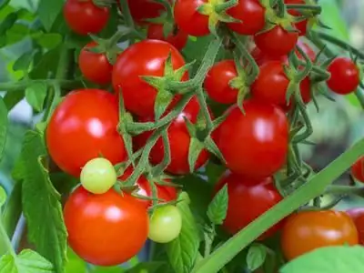 Reseñas de tomates milagrosos