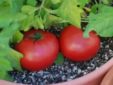 tomates de la tierra milagrosa