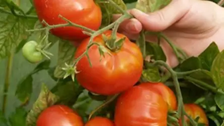 answers field of miracles variety of tomatoes