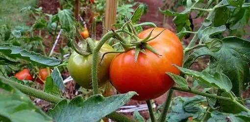 miracle tomatoes