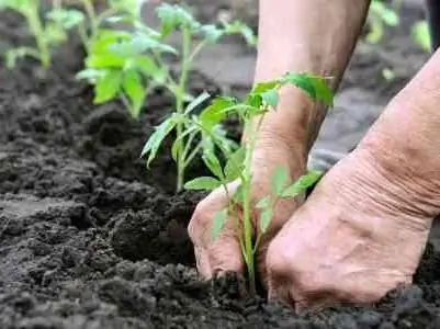 campo de los milagros variedad de tomate