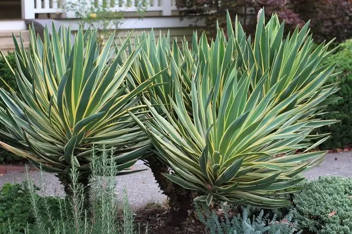 Yucca filamentous