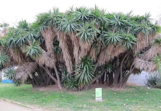 Làm thế nào để che một yucca cho mùa đông