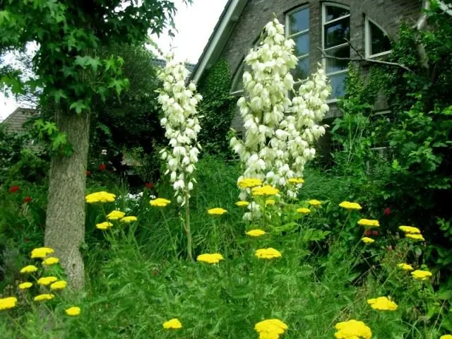 Varietetet e Yucca