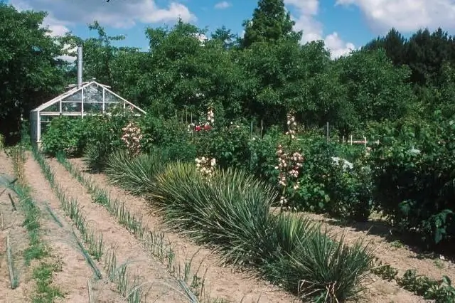 Το Yucca στεγνώνει