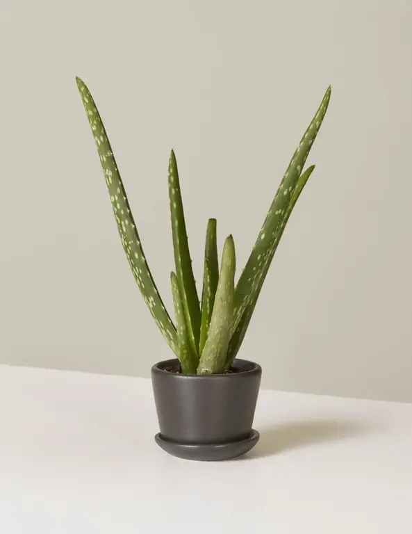 bimë medicinale - aloe