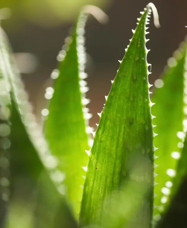 aloe uchun to'g'ri yoritish