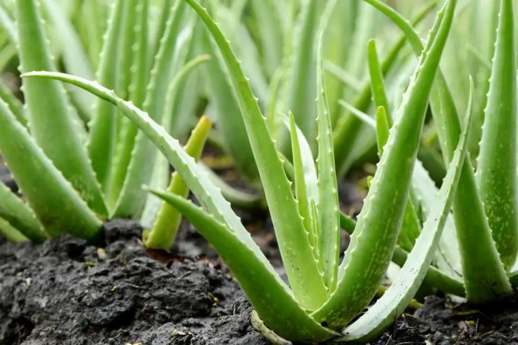 Aloe-Transplantation