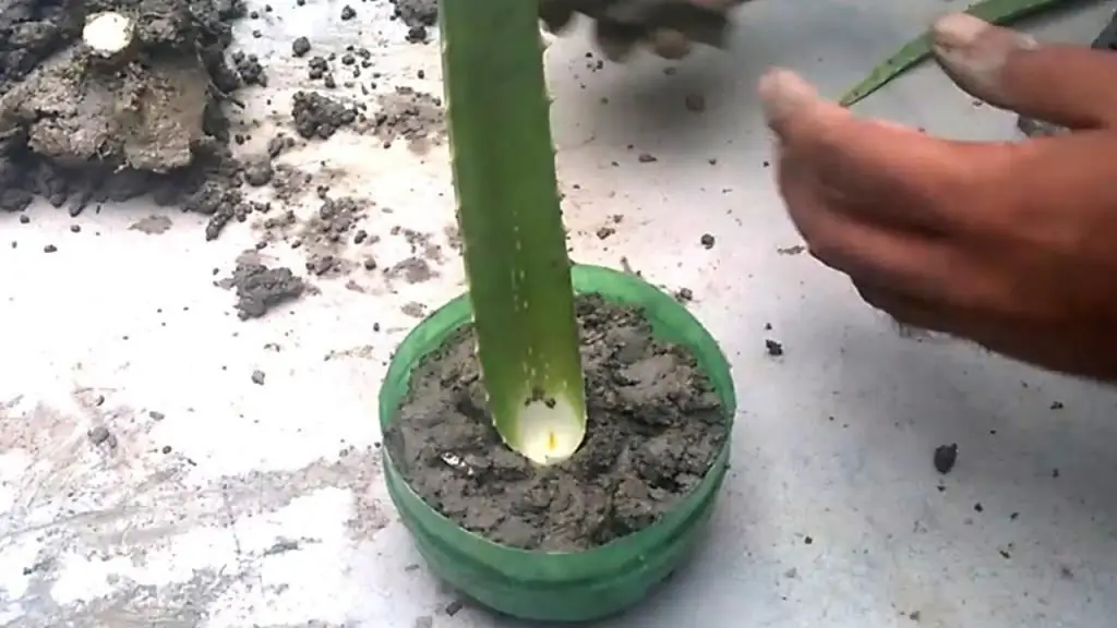 planting aloe