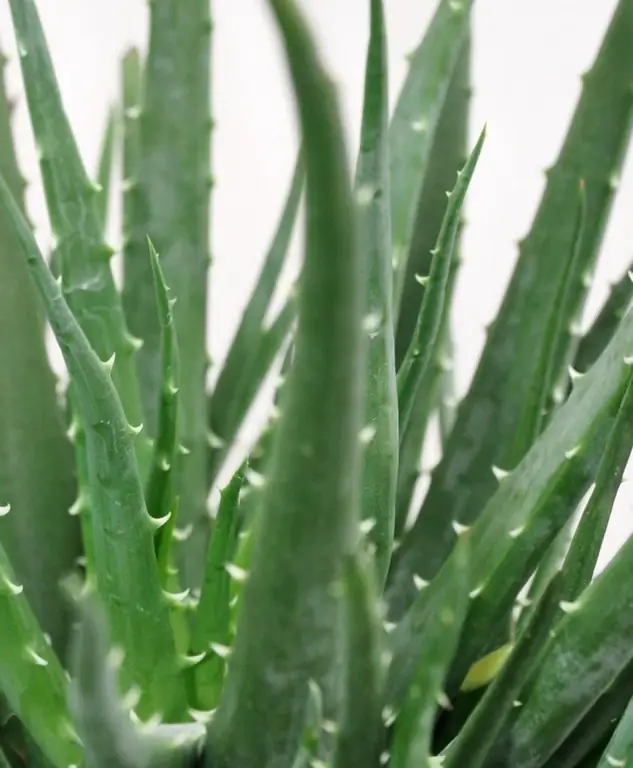 aloe vera