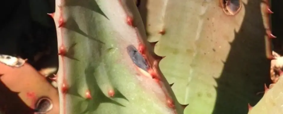 aloe diseases