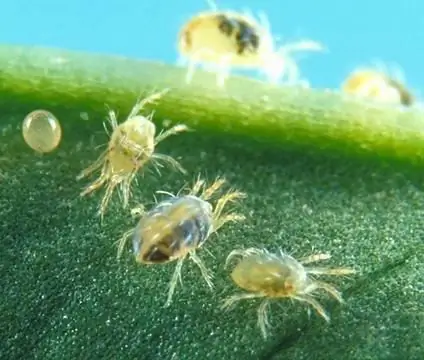 spider mites on indoor plants