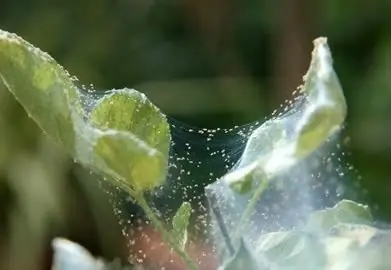 àcars a les plantes