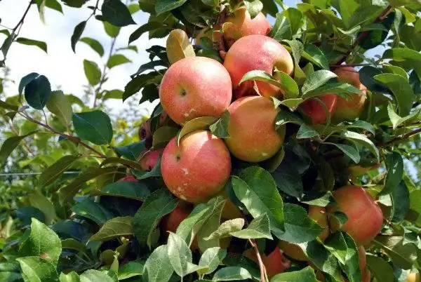 varieties of apple trees with photo