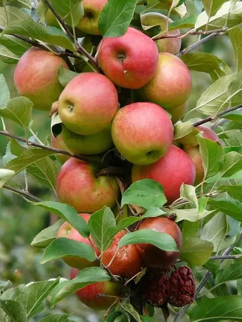 Variété de pomme douce biélorusse