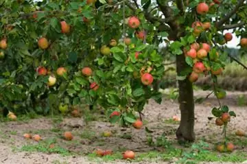 appelboom Wit-Russische zoete beschrijving