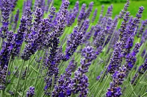 lavender angustifolia