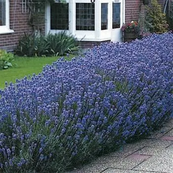 Lavender in the garden