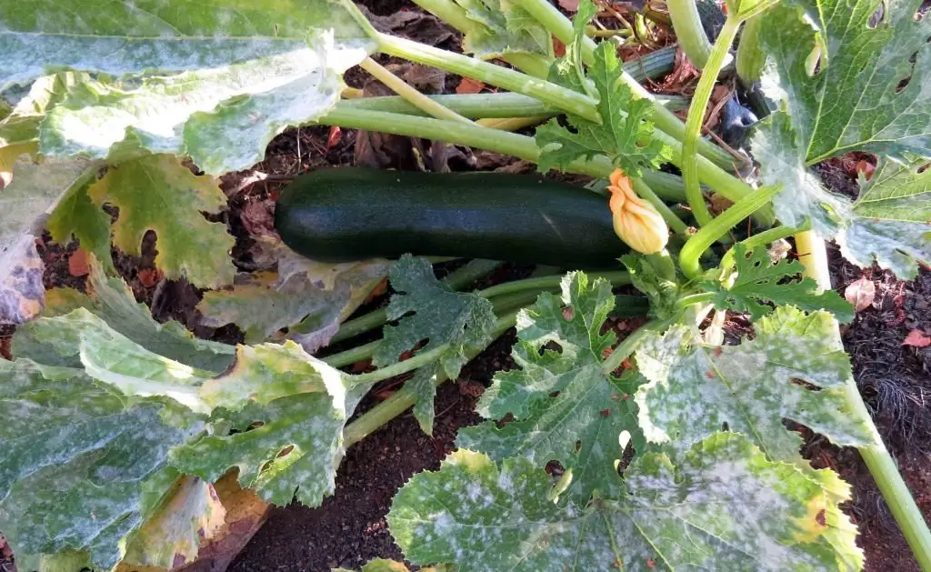 Powdery mildew on squash