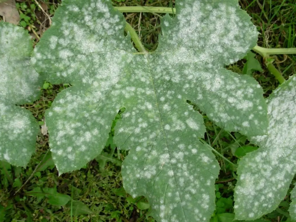 Powdery mildew of cucumbers