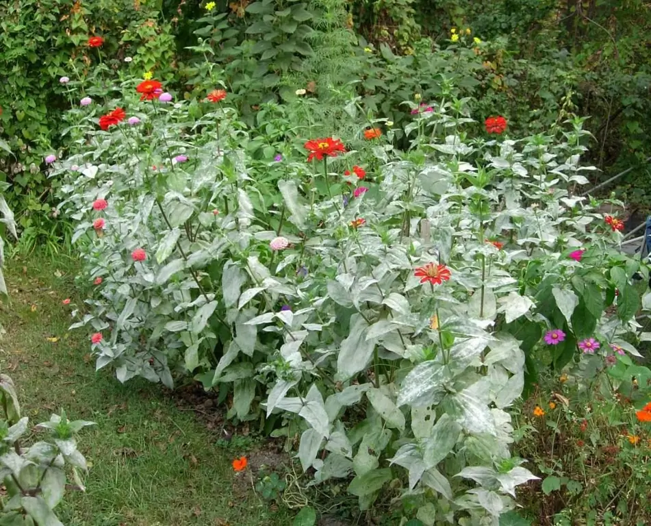 Oídio en las flores del jardín