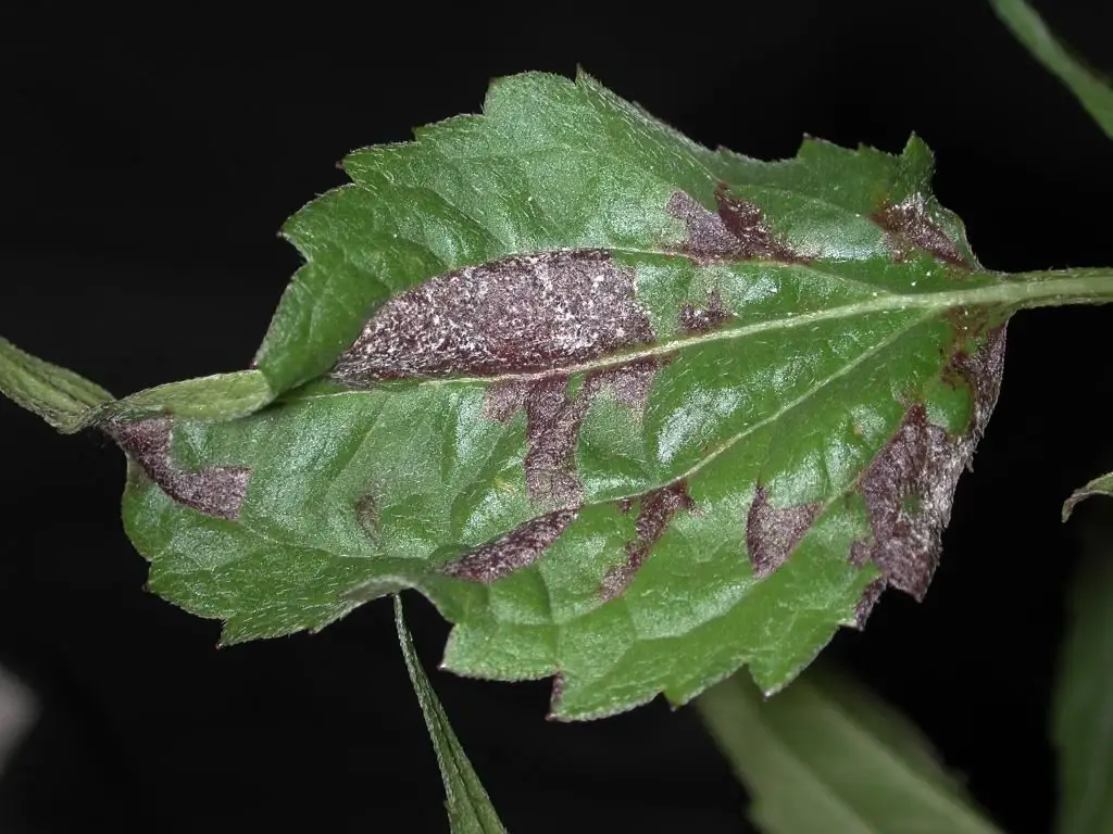 downy mildew