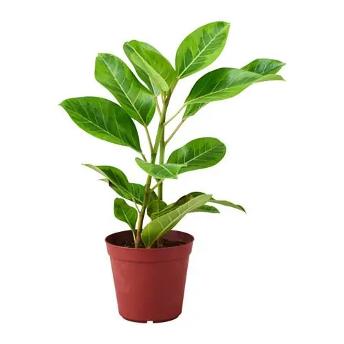 egészséges ficus