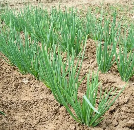 Onion beds