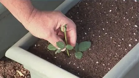 rose polyanthus vokser fra frø