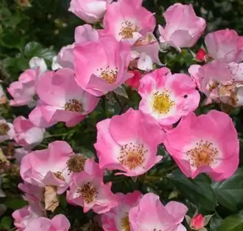 roses à partir de graines