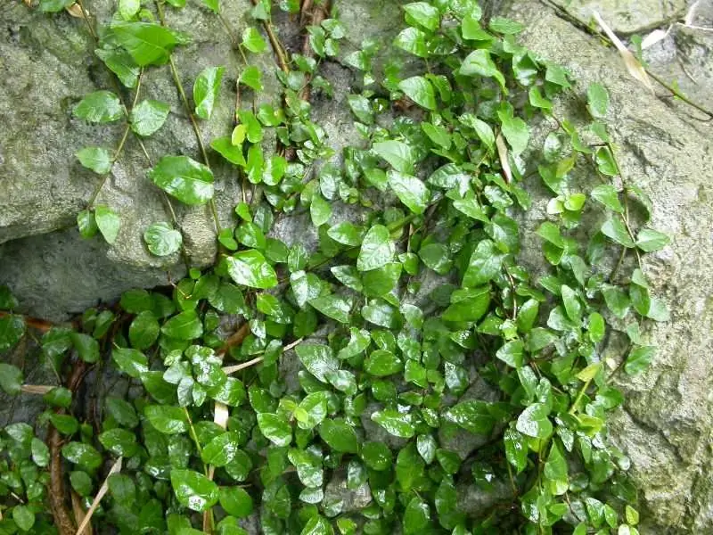 Dwarf ficus in vivo