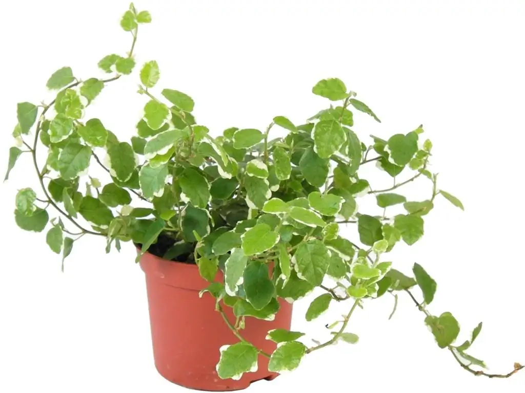 Yopiq mitti ficus