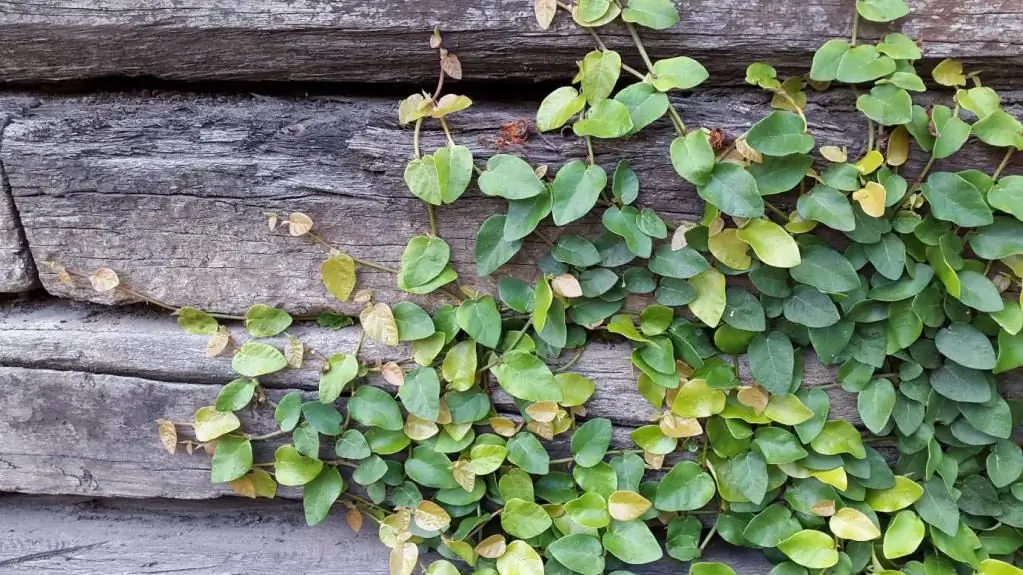 Ficus Pumila na mestu