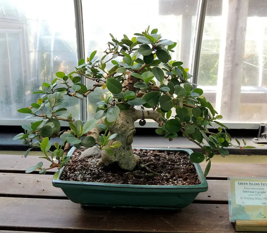 ficus in bonsai